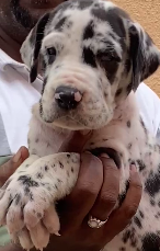 Purchase KCI Registered Great Dane  Puppy from Chennai